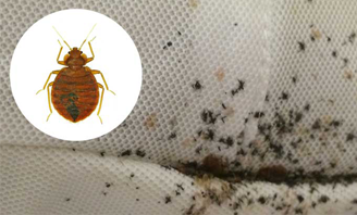 BED BUGS CONTROL